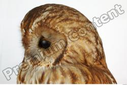 Head Owl